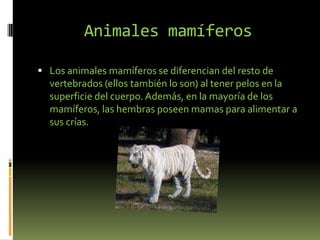 Animales mamíferosLos animales mamíferos se diferencian del resto de vertebrados (ellos también lo son) al tener pelos en la superficie del cuerpo. Además, en la mayoría de los mamíferos, las hembras poseen mamas para alimentar a sus crías.
