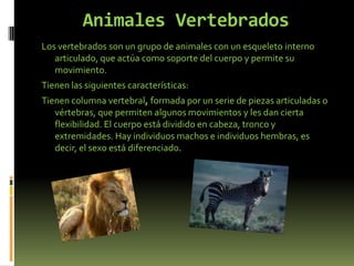 Animales VertebradosLos vertebrados son un grupo de animales con un esqueletointerno articulado, que actúa como soporte del cuerpo y permite su movimiento.Tienen las siguientes características:Tienen columna vertebral, formada por un serie de piezas articuladas o vértebras, que permiten algunos movimientos y les dan cierta flexibilidad. El cuerpo está dividido en cabeza, tronco y extremidades. Hay individuos machos e individuos hembras, es decir, el sexo está diferenciado.