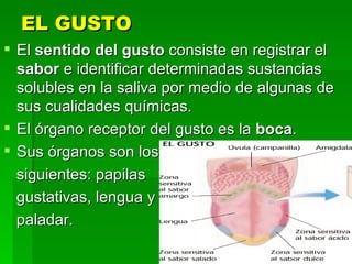 EL GUSTO El  sentido del gusto  consiste en registrar el  sabor  e identificar determinadas sustancias solubles en la saliva por medio de algunas de sus cualidades químicas. El órgano receptor del gusto es la  boca . Sus órganos son los  siguientes: papilas  gustativas, lengua y  paladar. 