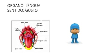 ORGANO: LENGUA 
SENTIDO: GUSTO 
 