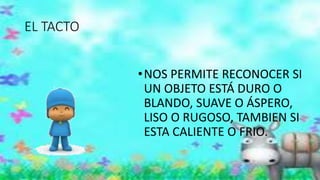 EL TACTO 
•NOS PERMITE RECONOCER SI 
UN OBJETO ESTÁ DURO O 
BLANDO, SUAVE O ÁSPERO, 
LISO O RUGOSO, TAMBIEN SI 
ESTA CALIENTE O FRIO. 
 