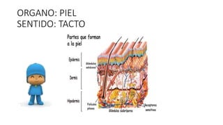 ORGANO: PIEL 
SENTIDO: TACTO 
 