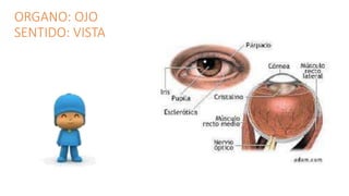 ORGANO: OJO 
SENTIDO: VISTA 
 