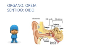 ORGANO: OREJA 
SENTIDO: OIDO 
 