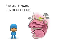 ORGANO: NARIZ 
SENTIDO: OLFATO 
 