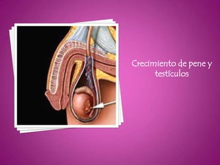 Crecimiento de pene y
      testículos
 