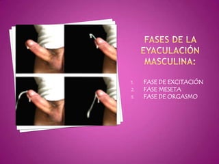1.   FASE DE EXCITACIÓN
2.   FASE MESETA
3.   FASE DE ORGASMO
 