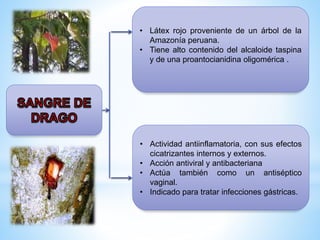 • Látex rojo proveniente de un árbol de la
Amazonía peruana.
• Tiene alto contenido del alcaloide taspina
y de una proantocianidina oligomérica .

• Actividad antiinflamatoria, con sus efectos
cicatrizantes internos y externos.
• Acción antiviral y antibacteriana
• Actúa también como un antiséptico
vaginal.
• Indicado para tratar infecciones gástricas.

 