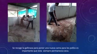 Se recoge la gallinaza para poner una nueva cama para los pollos es 
importante que esta siempre permanezca seca. 
 