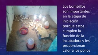 Los bombillos 
son importantes 
en la etapa de 
iniciación 
porque estos 
cumplen la 
función de la 
incubadora y les 
proporcionan 
calor a los pollos 
 
