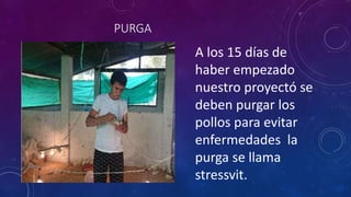 PURGA 
A los 15 días de 
haber empezado 
nuestro proyectó se 
deben purgar los 
pollos para evitar 
enfermedades la 
purga se llama 
stressvit. 
 