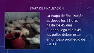 ETAPA DE FINALIZACIÓN 
La etapa de finalización 
es desde los 21 días 
hasta los 45 días. 
Cuando llega el día 45 
los pollos deben estar 
en un peso promedio de 
2 a 3 kl 
 