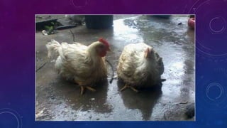 Diapositivas del proyecto pollos de engorde 