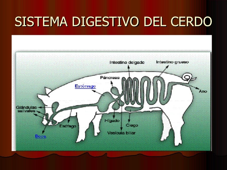 Sistema Digestivo Monogastrico Pdf