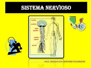 Sistema nervioso




       PROF. MAGDALENA GUEVARA VILLANUEVA
 