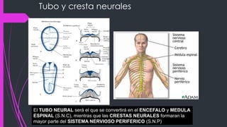 Tubo y cresta neurales
El TUBO NEURAL será el que se convertirá en el ENCEFALO y MEDULA
ESPINAL (S.N.C), mientras que las CRESTAS NEURALES formaran la
mayor parte del SISTEMA NERVIOSO PERIFERICO (S.N.P)
 