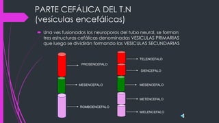 PARTE CEFÁLICA DEL T.N
(vesículas encefálicas)
 Una ves fusionados los neuroporos del tubo neural, se forman
tres estructuras cefálicas denominadas VESICULAS PRIMARIAS
que luego se dividirán formando las VESICULAS SECUNDARIAS
PROSENCEFALO
MESENCEFALO
ROMBOENCEFALO
MIELENCEFALO
METENCEFALO
MESENCEFALO
DIENCEFALO
TELENCEFALO
 