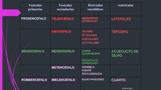 Vesículas
primarias
Vesículas
secundarias
Derivados
encefálicos
ventrículos
PROSENCEFALO TELENCEFALO HEMISFERIOS
CEREBRALES
LATERALES
DIENCEFALO TALAMO
EPITALAMO
SUBTALAMO
HIPOTALAMO
TERCERO
MESENCEFALO MESENCEFALO LAMINA
CUADRIGEMINA
PEDUNCULOS
CEREBRALES
ACUEDUCTO DE
SILVIO
METENCEFALO CEREBELO
PUENTE
PROTUVERANCIA
ROMBENCEFALO MIELENCEFALO BULBO RAQUUDEO CUARTO
BALBIN 2004
 