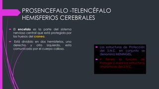PROSENCEFALO -TELENCÉFALO
HEMISFERIOS CEREBRALES
 El encefalo es la parte del sistema
nervioso central que está protegida por
los huesos del craneo.
 Está dividido en dos hemisferios, uno
derecho y otro izquierdo, esta
comunicado por el cuerpo calloso.
 Las estructuras de Protección
del S.N.C. en conjunto se
denomina MENINGES.
 Y tienen la función de
Proteger y Aislar las estructuras
anatómicas del S.N.C.
 