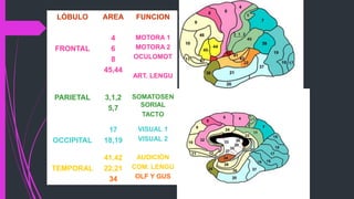 LÓBULO AREA FUNCION
FRONTAL
4
6
8
45,44
MOTORA 1
MOTORA 2
OCULOMOT
ART. LENGU
PARIETAL 3,1,2
5,7
SOMATOSEN
SORIAL
TACTO
OCCIPITAL
17
18,19
VISUAL 1
VISUAL 2
TEMPORAL
41,42
22,21
34
AUDICIÓN
COM. LENGU
OLF Y GUS
 