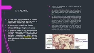 EPITALAMO
 Es una zona que pertenece al sistema
límbico, es decir, tiene que ver con la
vida instinto afectiva del individuo
 Se ubica sobre y detrás del tálamo.
 Esta constituido por la glándula pinea
 La glándula pineal es una estructura que
contiene neuronas, células de glía y
células secretoras especializadas
llamadas pinealocitos. Estos últimos
sintetizan la hormona melatonina a partir
de la serotonina, especialmente durante
la noche.
 Ayuda a Restaurar el cuerpo durante el
sueño profundo.
 La producción de melatonina aumenta en
la noche y disminuye en el día. Debido a
que esta glándula sigue estimulada por la
luz
 La no producción de Melatonina, confiere
el vigor y la posibilidad de mantenerse de
12 a 14 hrs. con cierta energía. Sin
embargo, su no inhibición a la hora que
llega la tarde, cuando disminuye la luz
solar, hace que comience a dar sueño.
 las horas más importantes de sueño para el
organismo es entre las 2 y las 4 de la
mañana, porque serían horas de máxima
producción de la hormona
 