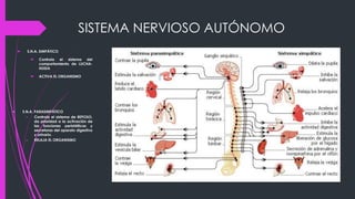 SISTEMA NERVIOSO AUTÓNOMO
 S.N.A. SIMPÁTICO
 Controla el sistema del
comportamiento de LUCHA-
HUIDA
 ACTIVA EL ORGANISMO
• S.N.A. PARASIMPÁTICO
– Controla el sistema de REPOSO,
da prioridad a la activación de
las funciones peristálticas y
secretoras del aparato digestivo
y urinario.
– RELAJA EL ORGANISMO
 