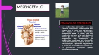 MESENCEFALO
PEDUNCULOS CEREBRALES
 Los pedúnculos cerebrales son dos
cilindros compuestos enteramente por
nervios, uno a cada lado del cerebro.
Estos haces de nervios transportan
información entre la parte alta del
cerebro (la corteza) y la parte baja del
mismo (el tronco del encéfalo). La
información que transportan los
pedúnculos cerebrales es información
sobre el movimiento corporal. El daño en
los pedúnculos cerebrales normalmente
se evidencia en otras partes del cuerpo.
 Los pedúnculos cerebrales refinan
nuestros movimientos
 