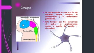 Concepto
 El rombencéfalo es una porción de
encéfalo donde integran el
mielencéfalo y el metencéfalo
juntamente.
 Está formado por tres estructuras:
el bulbo, la protuberancia
anular o puente de Varolio, y
el cerebelo.
 