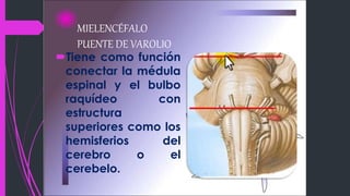 MIELENCÉFALO
PUENTE DE VAROLIO
Tiene como función
conectar la médula
espinal y el bulbo
raquídeo con
estructura
superiores como los
hemisferios del
cerebro o el
cerebelo.
 