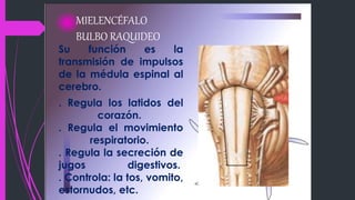 MIELENCÉFALO
BULBO RAQUIDEO
Su función es la
transmisión de impulsos
de la médula espinal al
cerebro.
. Regula los latidos del
corazón.
. Regula el movimiento
respiratorio.
. Regula la secreción de
jugos digestivos.
. Controla: la tos, vomito,
estornudos, etc.
 