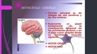 METENCÉFALO - CEREBELO
 Función principal es de
integrar las vías sensitivas y
las vías motoras.
 Representa un papel
fundamental en la
coordinación temporal de
las actividades motoras y en
el paso suave y rápido desde
un movimiento muscular
siguiente.
 MOTOR GRUESO
 MOTOR FINO
 