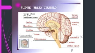 PUENTE – BULBO - CEREBELO
 
