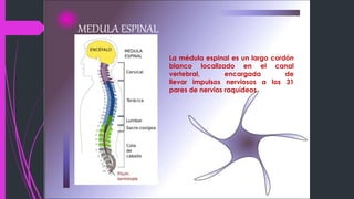 MEDULA ESPINAL
La médula espinal es un largo cordón
blanco localizado en el canal
vertebral, encargada de
llevar impulsos nerviosos a los 31
pares de nervios raquídeos.
 