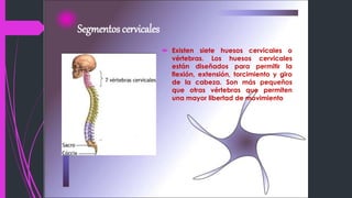 Segmentos cervicales
 Existen siete huesos cervicales o
vértebras. Los huesos cervicales
están diseñados para permitir la
flexión, extensión, torcimiento y giro
de la cabeza. Son más pequeños
que otras vértebras que permiten
una mayor libertad de movimiento.
 