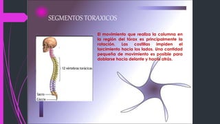 SEGMENTOS TORAXICOS
El movimiento que realiza la columna en
la región del tórax es principalmente la
rotación. Las costillas impiden el
torcimiento hacia los lados. Una cantidad
pequeña de movimiento es posible para
doblarse hacia delante y hacia atrás.
 