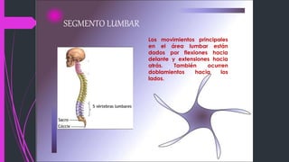 SEGMENTO LUMBAR
Los movimientos principales
en el área lumbar están
dados por flexiones hacia
delante y extensiones hacia
atrás. También ocurren
doblamientos hacia los
lados.
 