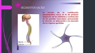 SEGMENTOS SACRO
La función de la contribución
parasimpática sacro es la de producir
relajación de los esfínteres y contracción
de las paredes musculares, provocando
la micción, la defecación y la erección
de los órganos genitales.
 