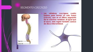 SEGMENTO COCCIGEO
 Las vértebras coccígeas cuatro
fusiona para formar un solo hueso
(cóccix), que es el último segmento
de la columna vertebral. Al igual que
el sacro, esta región también carece
de disco intervertebral.
 