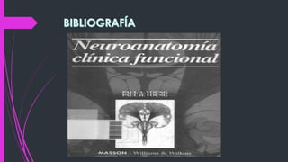 Diapositivas del snc