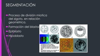 SEGMENTACIÓN
Proceso de división miotica
del zigoto, en relación
geométrica.
Formación del blastocito
Epiblasto
Hipoblasto
 