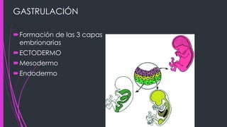 GASTRULACIÓN
Formación de las 3 capas
embrionarias
ECTODERMO
Mesodermo
Endodermo
 