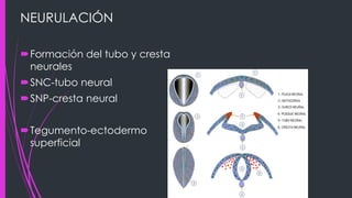 NEURULACIÓN
Formación del tubo y cresta
neurales
SNC-tubo neural
SNP-cresta neural
Tegumento-ectodermo
superficial
 