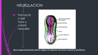 NEURULACION
 Formació
n del
tubo y
cresta
neurales
Que respectivamente darán origen al sistema nervioso central y periférico
 