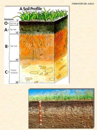 FORMACIÓN DEL SUELO 