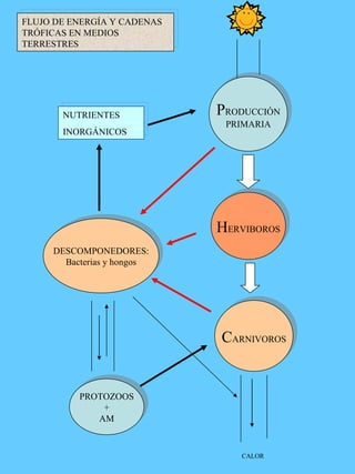 P RODUCCIÓN PRIMARIA H ERVIBOROS C ARNIVOROS DESCOMPONEDORES: Bacterias y hongos PROTOZOOS + AM NUTRIENTES INORGÁNICOS CALOR FLUJO DE ENERGÍA Y CADENAS TRÓFICAS EN MEDIOS TERRESTRES 
