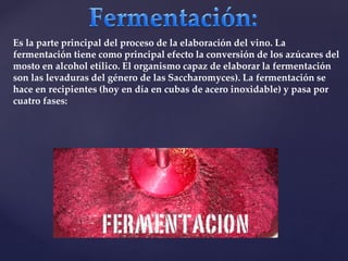 Es la parte principal del proceso de la elaboración del vino. La 
fermentación tiene como principal efecto la conversión de los azúcares del 
mosto en alcohol etílico. El organismo capaz de elaborar la fermentación 
son las levaduras del género de las Saccharomyces). La fermentación se 
hace en recipientes (hoy en día en cubas de acero inoxidable) y pasa por 
cuatro fases: 
 