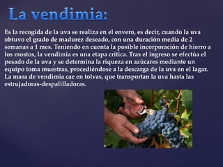 Es la recogida de la uva se realiza en el envero, es decir, cuando la uva 
obtuvo el grado de madurez deseado, con una duración media de 2 
semanas a 1 mes. Teniendo en cuenta la posible incorporación de hierro a 
los mostos, la vendimia es una etapa crítica. Tras el ingreso se efectúa el 
pesado de la uva y se determina la riqueza en azúcares mediante un 
equipo toma muestras, procediéndose a la descarga de la uva en el lagar. 
La masa de vendimia cae en tolvas, que transportan la uva hasta las 
estrujadoras-despalilladoras. 
 