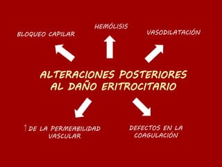 BLOQUEO CAPILAR
DE LA PERMEABILIDAD
VASCULAR
DEFECTOS EN LA
COAGULACIÓN
VASODILATACIÓN
HEMÓLISIS
 