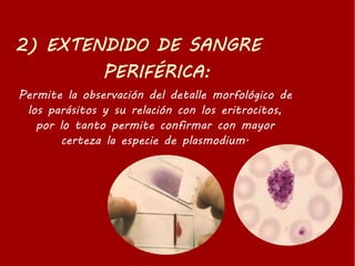 Permite la observación del detalle morfológico de
los parásitos y su relación con los eritrocitos,
por lo tanto permite confirmar con mayor
certeza la especie de plasmodium.
 