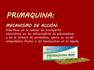 Interfiere en la cadena de transporte
electrónico en las mitocondrias de plasmodium
y en la síntesis de pirimidina, ejerce su acción
antipalúdica frente a los hipnozoitos en el hígado
 